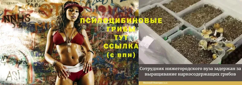 Галлюциногенные грибы Magic Shrooms  купить наркотики сайты  Яблоновский 